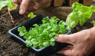 沈阳过了立夏适合种什么菜 辽宁立秋后种什么菜
