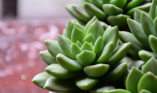 多肉立夏的种植方法 夏季多肉种植方法