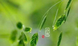 谷雨芒种立夏的顺序 立夏小满芒种夏至的顺序