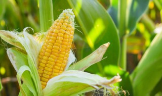 春地立夏了可以种玉米吗 夏天可种玉米吗