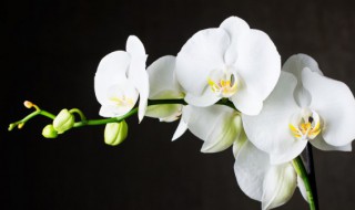 立夏北方能种植兰花吗(北方可以种植兰花吗)