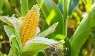 生玉米直接放微波炉可以熟吗 玉米直接放微波炉能熟吗