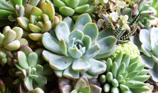 多肉开花后怎么处理 多肉植物开花后该如何处理?