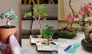 多肉木质化怎么办 多肉如何养成木质化