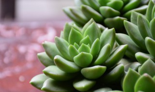 多肉长高了怎么处理方法 多肉长高了怎么处理方法视频