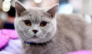 母猫多大可以生小猫 母猫多大可以生小孩