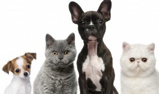 猫咪多大吃成猫粮 多大的猫咪吃成猫粮