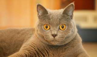 猫咪多大吃猫粮（猫咪多大吃猫粮最多）