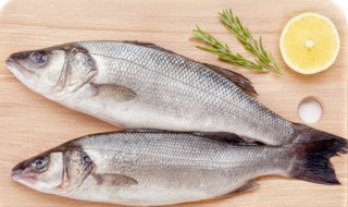 鲈鱼养殖技术(鲈鱼养殖技术要点)