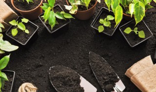 盆栽柠檬树在什么时候合适换盆（盆栽柠檬啥时候可以换盆修剪）