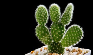 仙人掌可以煲汤吗（仙人掌煲汤注意事项）