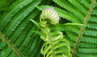 蕨类植物有什么特点（蕨类植物有哪些主要特征）