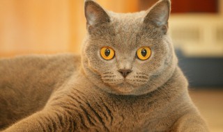 成年猫能吃幼猫猫粮吗（成年猫咪能吃幼猫猫粮吗）