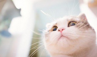 猫可以换猫粮吃吗 猫咪吃猫粮可以换吗