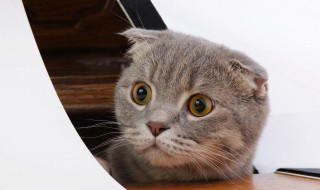 猫光吃猫粮可以吗(猫光吃猫粮会不会营养不够)