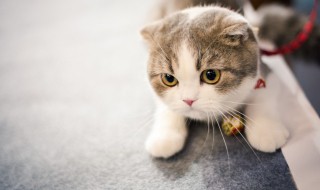 幼猫能喝牛奶纯牛奶吗（幼猫可以喝牛奶么）