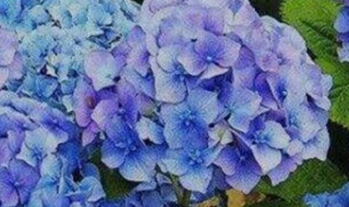 绣球花怎么保养(绣球花如何打理)