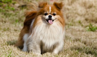 家里养狗狗有味道怎么办（家里养狗狗有气味怎么办）