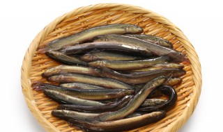 家里怎么养泥鳅(家里怎么养泥鳅鱼)