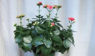 家里的花生虫了怎么办（家庭养花生虫子怎么办）