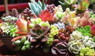 多肉应该怎么浇水（多肉应该怎么浇水比较好）