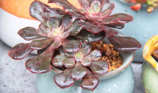 粉玫瑰多肉怎么养（粉玫瑰多肉的养殖方法）