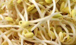 如何防止芽苗菜发霉 芽菜发霉了怎么办