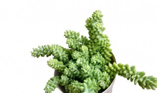 多肉玉坠怎么繁殖(多肉玉坠怎么繁殖方法)