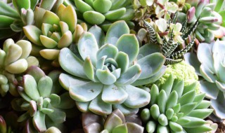 蓝石莲多肉怎么养（蓝石莲多肉怎么养护）