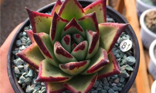 乌木多肉怎么养(红檀乌木多肉怎么养)