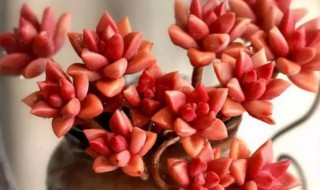 姬胧月多肉怎么养 姬胧月多肉怎么养成老桩