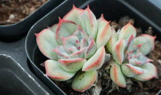 花月夜多肉怎么养 筒叶花月夜多肉怎么养