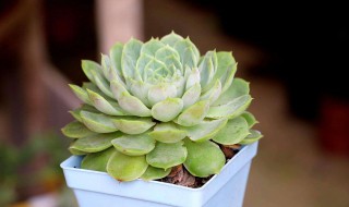 多肉冰莓怎么养(冰莓多肉怎么养殖)