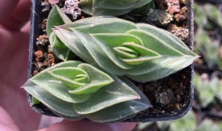 多肉一帆风顺怎么养（多肉植物一帆风顺怎么养）