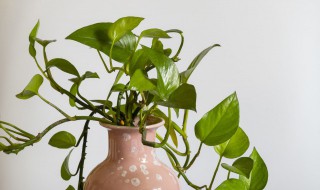 绿萝每天要浇水吗（绿萝是每天浇水吗）