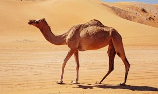 骆驼为什么被称为沙漠之洲 骆驼又称沙漠