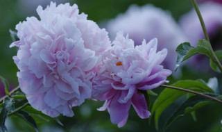 芍药花春天可以扦插吗 芍药可以扦插吗要怎么扦插