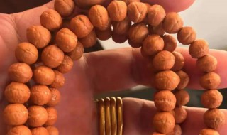 金刚菩提是什么果实（金刚菩提是什么果实图片）