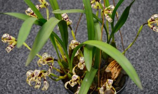 家里养花养什么比较好（家里养花养啥花好）