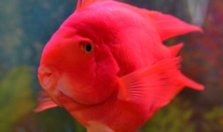 红鹦鹉鱼怎么养(红鹦鹉鱼怎么养口诀)
