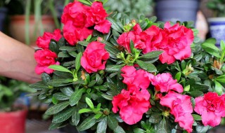 杜鹃花养法(杜杜鹃花怎么养)