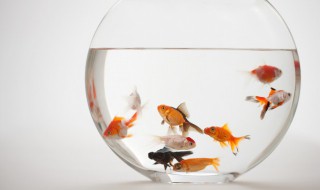 室内加湿小妙招有哪些（家庭加湿妙招）