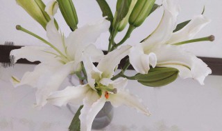 水养百合的养殖方法 百合水培养殖方法