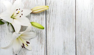 香水百合适合放室内吗（香水百合适不适合放在卧室）