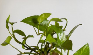 水培绿萝养鱼怎么换水（水培绿萝可以用养鱼水吗）