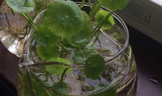 水培铜钱草叶子发黄是什么原因