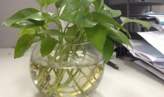 水培营养液是什么（水培营养液是什么做的）