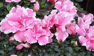 家养杜鹃几月开花 杜鹃几个月开花