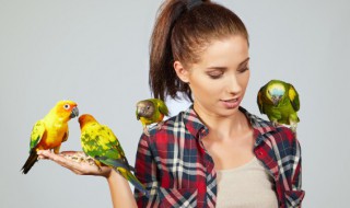 红牡丹鹦鹉怎么养(养牡丹鹦鹉要注意什么)