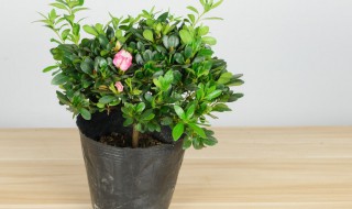 杜鹃花苞可以喷水吗 杜鹃花能喷水不